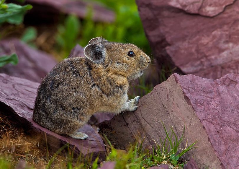 A pika, also known as a 