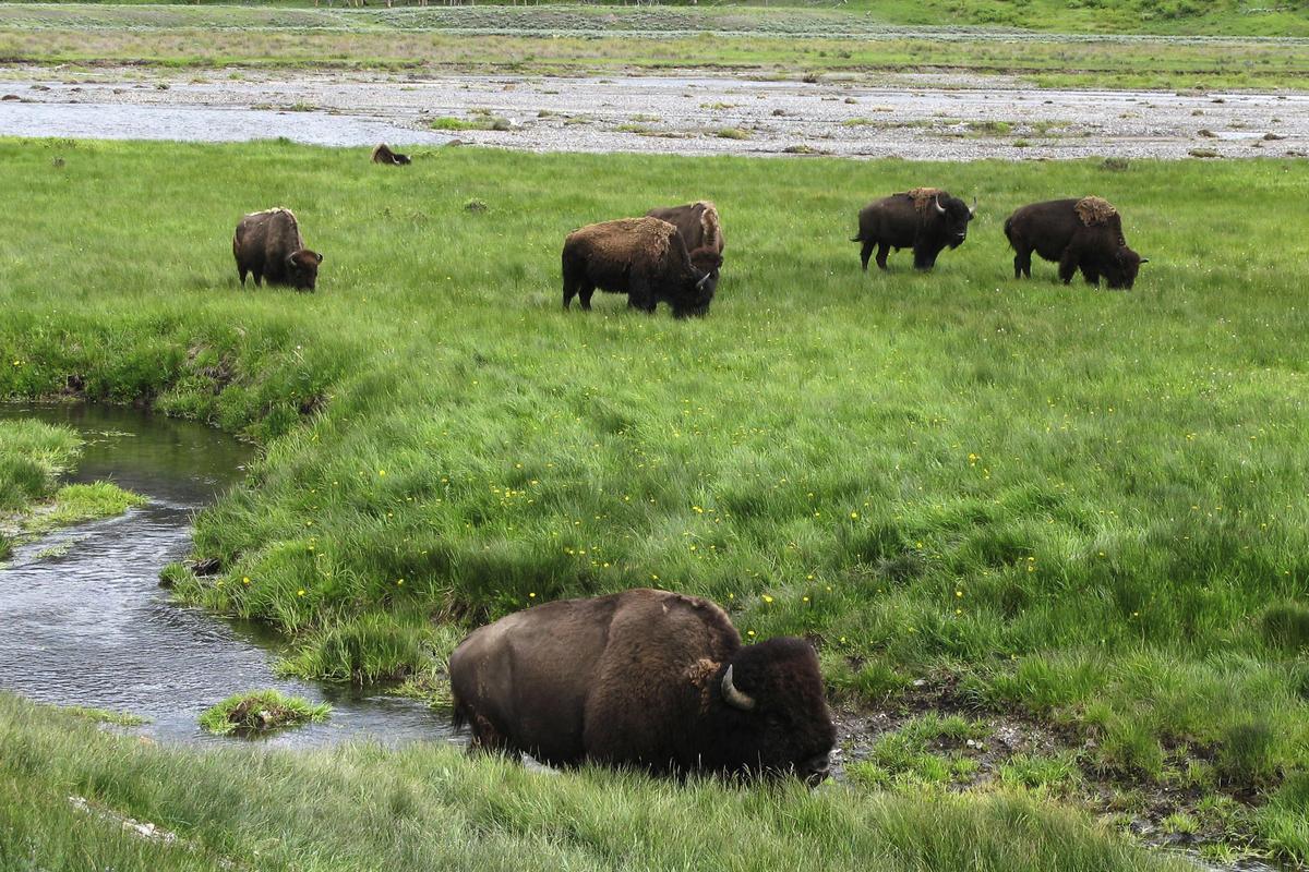 In this June 19, 2014, file photo, bison graze near a stream in Yellowstone National Park in Wyoming. Researchers have transplanted embryos with roots in the bison herd at Yellowstone National Park into female bison at the Minnesota Zoo in hopes of increasing the genetic diversity of bison herds in the state and refining a tool that could be used across the country someday as part of efforts to restore the animals to the American landscape. (Robert Graves / Associated Press)
