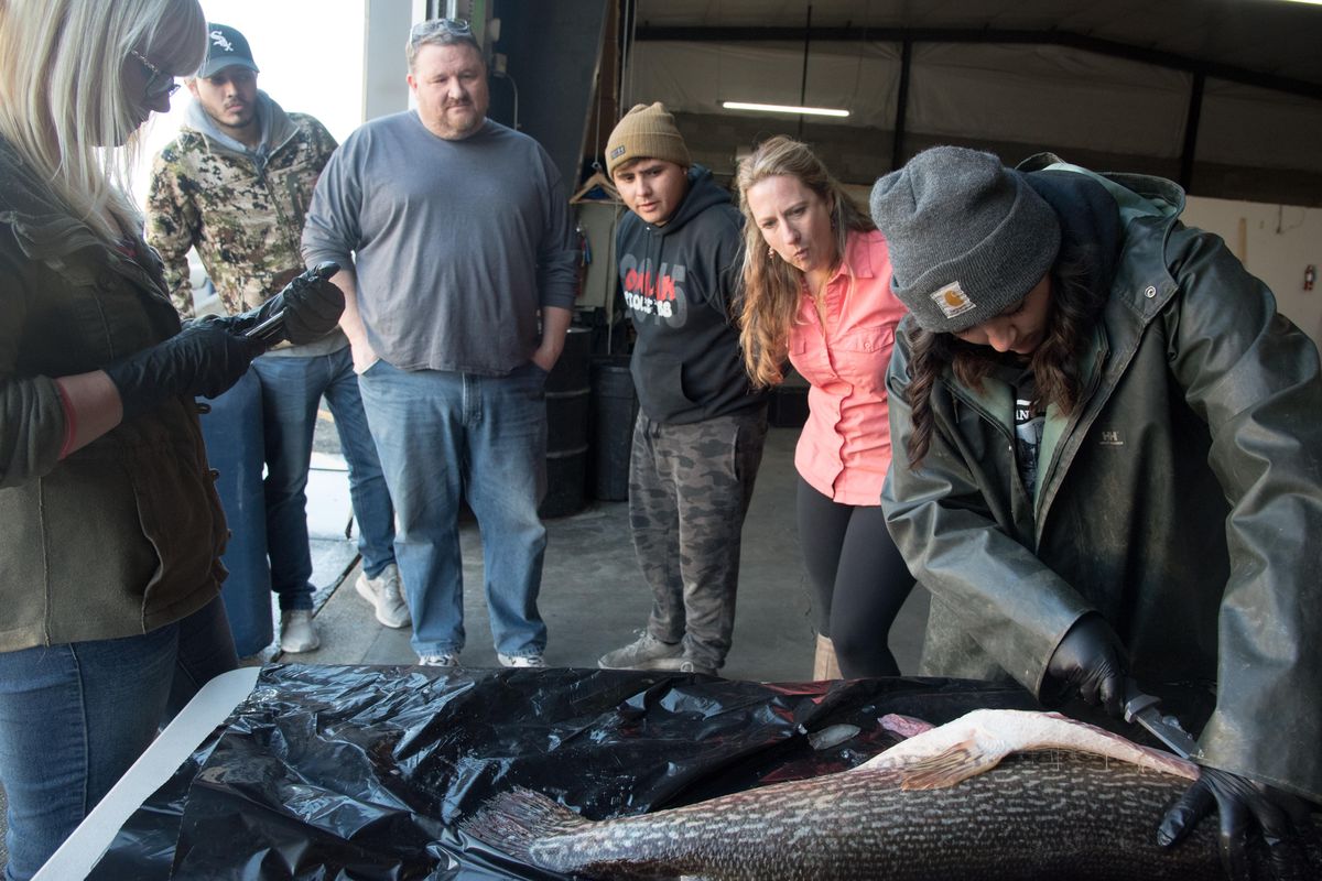 Biologists with the Spokane Tribe watch as Jordyn Matherly cuts into a 45-inch, 27.5 pound Northern Pike caught in Lake Roosevelt. Coeur d’Alene Lake managers will aggressively target northern pike in the southern end of Lake Coeur d’Alene starting this month. (Eli Francovich / The Spokesman-Review)