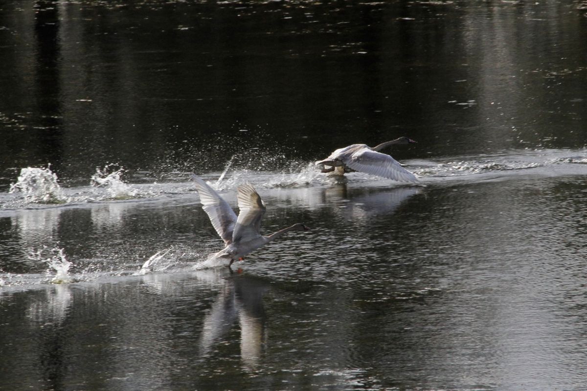 Trumpeter swan cygnets learn to take off and fly at Turnbull National Wildlife Refuge in September 2017. (Carlene Hardt)