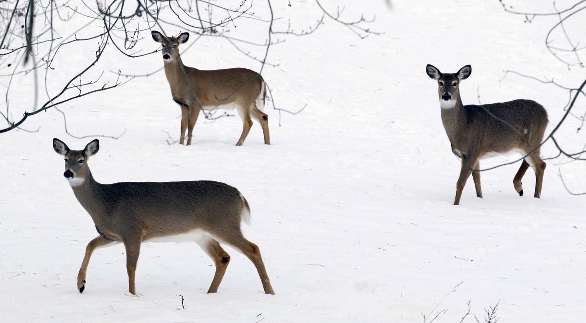 FILE - Deer forage through a blanket of snow in Lancaster, N.Y., Saturday, Jan. 5, 2013. The highly infectious COVID-19 omicron variant was detected in the white-tailed deer population on New York