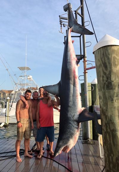 This Saturday, July 22, 2017, photo provided by Jenny Lee Sportfishing, whose crew reeled in a 926-pound Mako shark, from left, Mark Miccio, Mark Miccio, Matt Miccio and Steve Miccio, pose for a photo with the shark at Hoffmann Marina in Brielle, N.J. (Jenny Lee Sportfishing)