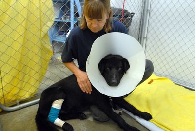 Cindy Taskila, kennel manager at Spokane County Regional Animal Protection Service, holds a groggy dog named Miles on Thursday. The dog was brought in as a stray with a severe leg wound, probably caused by a rabbit snare.  The cost of Miles’  care so far amounts to $482.  (Jesse Tinsley / The Spokesman-Review)