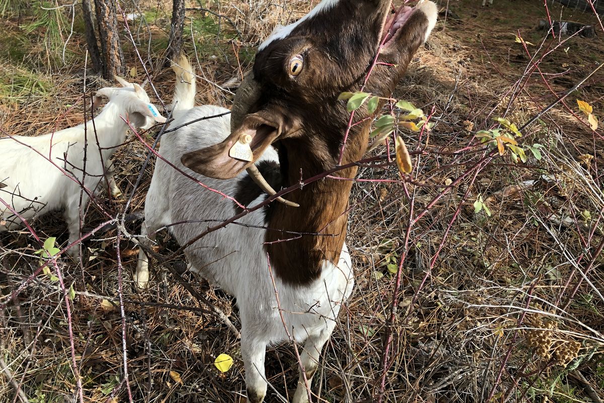 A goat deployed to Hangman Park in Spokane chews through vegetation on Friday.  (Adam Shanks / The Spokesman-Review)