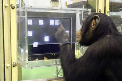 
Ayumu the chimp  takes part in a memory test in this photo provided by the Primate Research Institute. Associated Press
 (Associated Press / The Spokesman-Review)