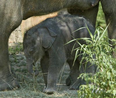 
The St. Louis Zoo's newest baby female elephant explores her  surroundings Monday. 
 (Associated Press / The Spokesman-Review)