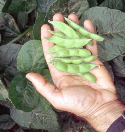 This undated photo shows edamame harvest in New Paltz, N.Y. Freshly picked, green, young soybeans, known as edamame, are easy to grow and combine the flavors and textures of fresh lima beans and peas. (Lee Reich via AP)