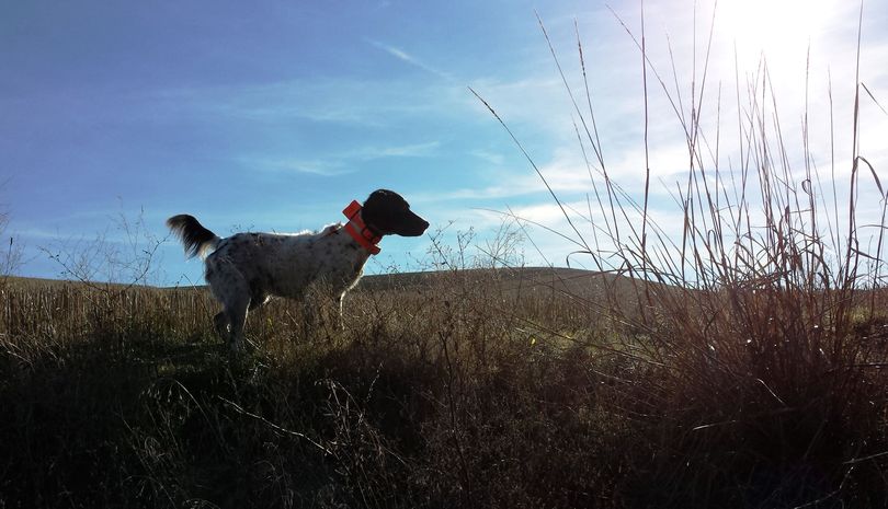 Scout, an English setter, stands on point while hunting pheasants in the Palouse. (Rich Landers)