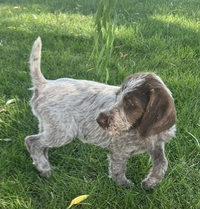 AKC Wirehaired Pointing Griffon Puppies