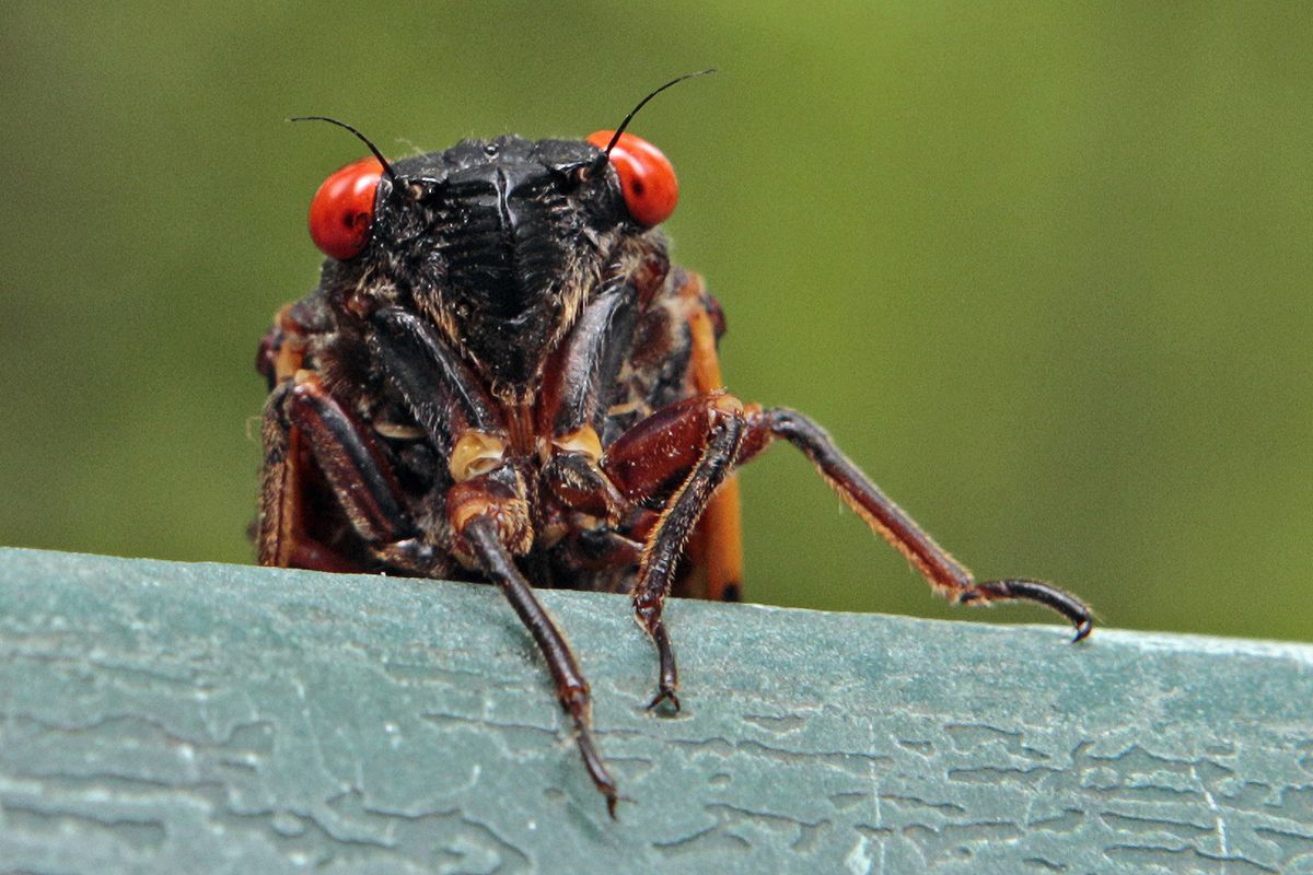 A cicada peers over a ledge in Chapel Hill, N.C., on May 11, 2011. Swarms of the red-eyed bugs re-emerging after 17 years below ground offer a chance for home cooks to turn the tables: making the cicadas into snacks. Full of protein, gluten-free, low-fat and low-carb, cicadas were used as a food source by Native Americans and are still eaten by humans in many countries. (Gerry Broome)