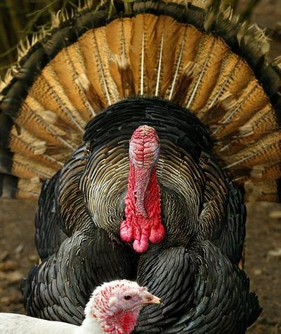 AP Photo of Tom Turkey