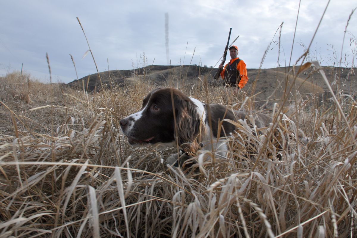 Solo, a 12-year-old springer spaniel, is far past his athletic peak but not short of enthusiasm for a chance to go pheasant hunting. (Rich Landers)