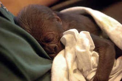 
Gerald Hockemeier holds a newborn female Western lowland gorilla Saturday.
 (Associated Press / The Spokesman-Review)