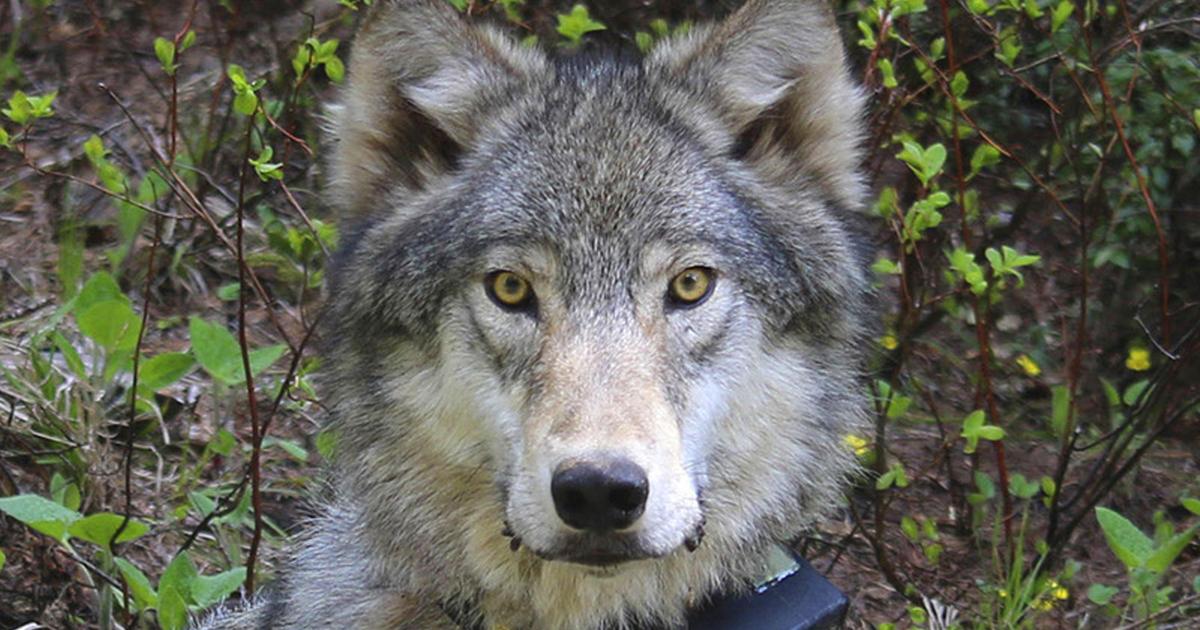 Statewide wolf meetings, including one in Spokane, canceled after ...