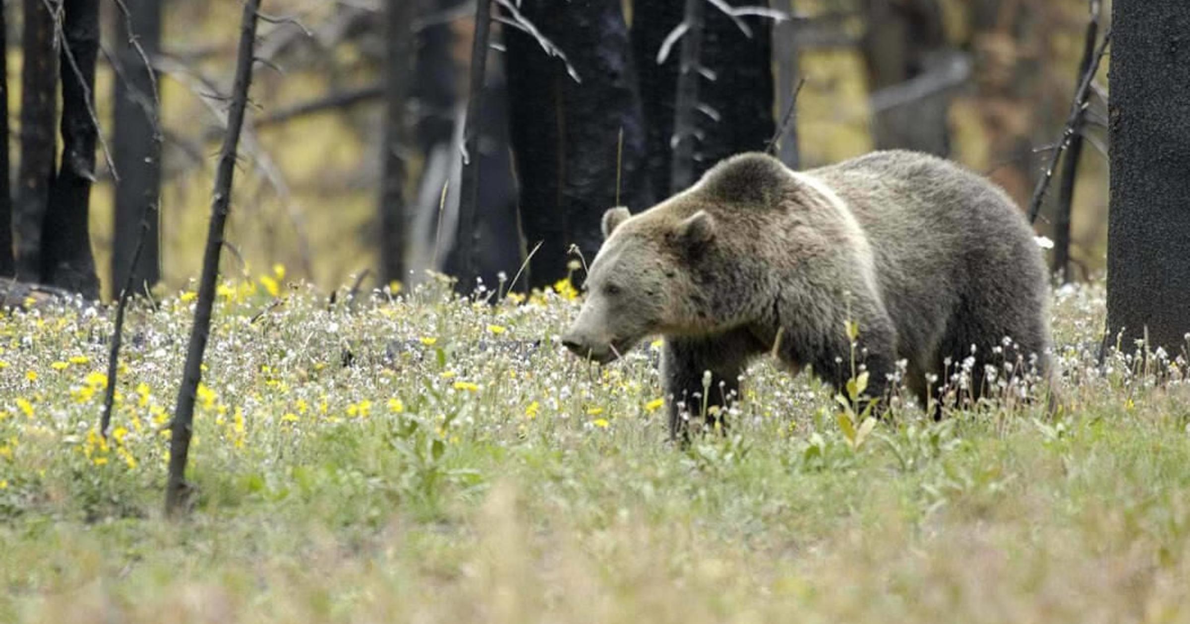 Grizzly spotted in mountains east of Coeur d'Alene