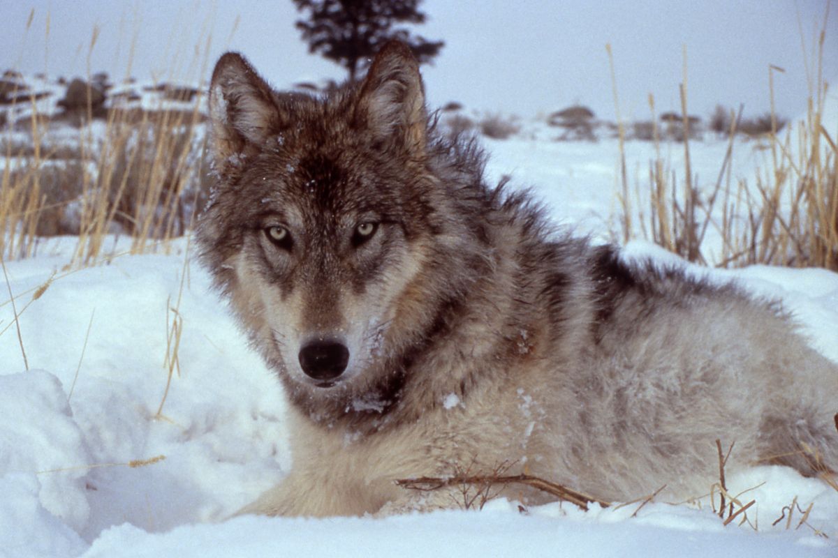 A collared wolf from the Druid Pack in Yellowstone National Park (Doug Smith / National Park Service)