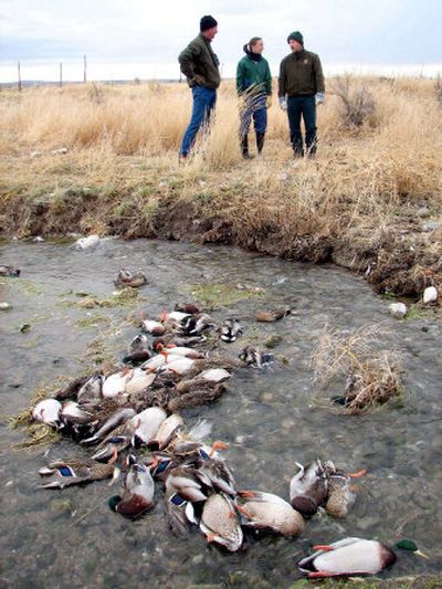 
Biologists examine a cluster of dead ducks discovered in Land Springs Creek, near Oakley, Idaho. State wildlife agencies and the U.S. Department of Homeland Security on Wednesday  were testing tissue samples from some of the 2,500 birds that have died in the area since last week.
 (Associated Press / The Spokesman-Review)