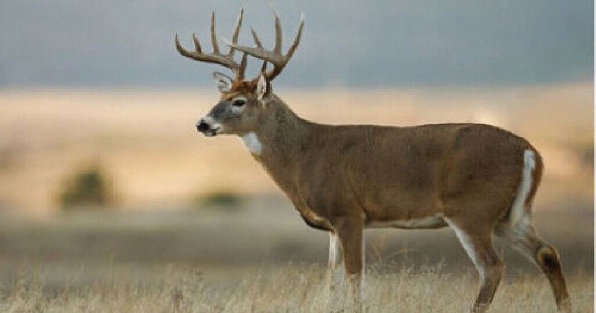 Washington sees uptick in deer and elk samples for chronic wasting ...