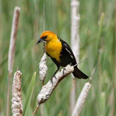 This yellow-headed blackbird is shown on June 2. It had just captured a snack and landed on a cattail at Saltese Flats Westland Area.  (Photo courtesy of James B. Summers)