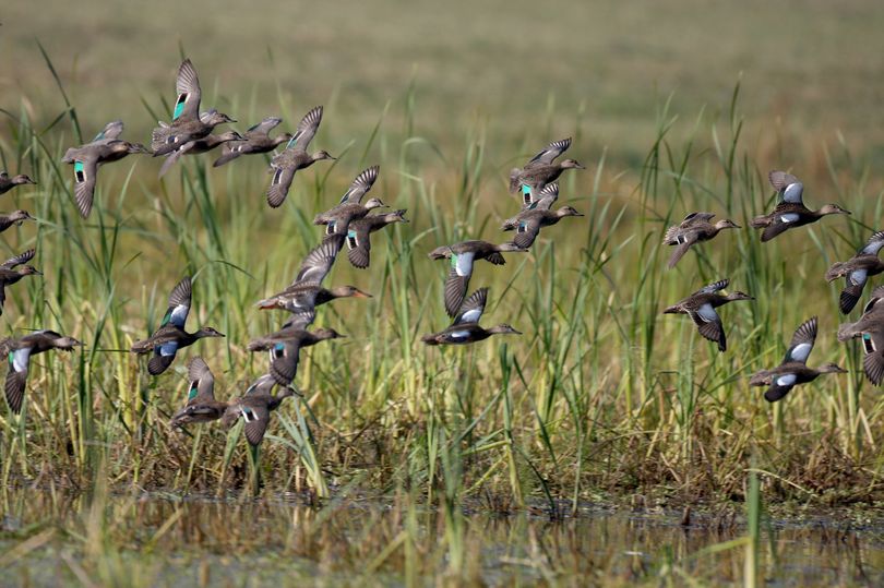 A flying flock of teal – bluewing or cinnamon – photographed by Steve Jamsa of Bonners Ferry is the grand prize runner-up in the 2014 Ducks Unlimited photo contest.