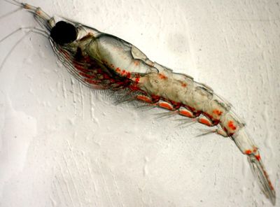 This photo from NOAA Fisheries Service shows a species of Pacific krill.  (Associated Press / The Spokesman-Review)