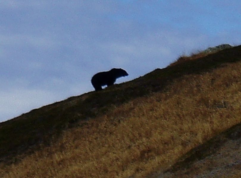 A team of government and independent grizzly bear experts affirmed that this bear photographed in North Cascades National Park in October 2010 was a grizzly bear.

 (Joe Sebille)