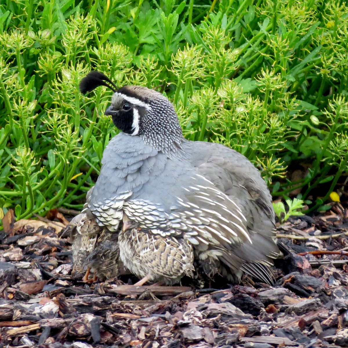 This male California quail protects his brood beneath his feathers during naptime.  (Susan Mulvihill/For The Spokesman-Review)