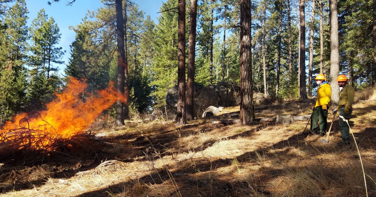 'It was pretty miraculous': How University of Idaho forestry students ...