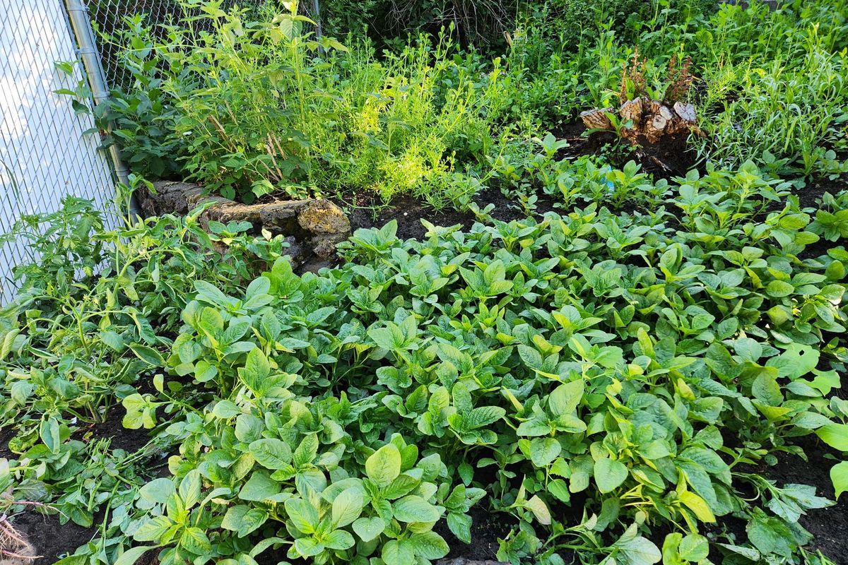 Pigweed grows rapidly and its broad leaf canopy can quickly crowd out other more desirable plants. Pull it early. (Courtesy of Heather VanDeventer)