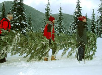 Trudging through a few feet of fresh snow, Chris Rodkey, Jesse Smith and Andrew Supinger carry trees out last weekend. This is the second of two stories on Rodkey's Christmas tree hunt.
(Photo courtesy of Chris Rodkey / The Spokesman-Review)
