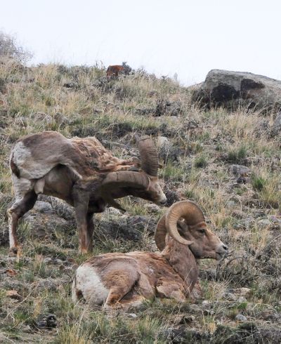 Numerous studies conducted in Montana are attempting to understand bighorn sheep’s susceptibility to disease and die-off events. (Brett French/Billings Gazette)