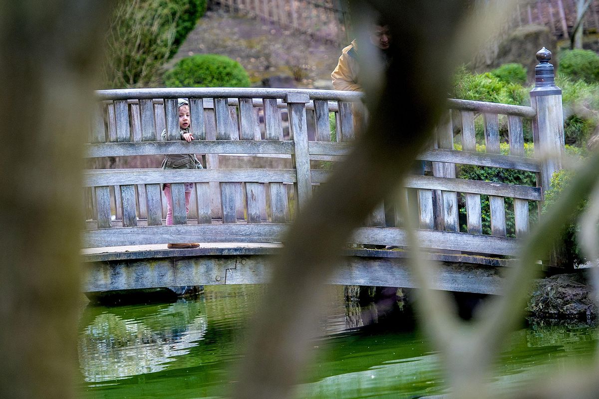 Three-year-old Amalia Gutierrez along with her dad Jorge look for Koi fish at the Japanese Garden at Manito Park in Spokane on Sunday, April 1, 2018. (Kathy Plonka / The Spokesman-Review)