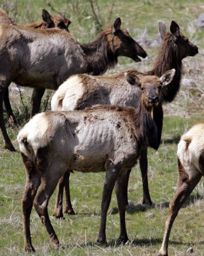 
The ribs of Mount St. Helens-area elk clearly showed through their coats last spring, as the herd grew too large for the available forage and many elk perished. State wildlife officials are feeding the herd this winter to prevent another round of starvation, but hunting seasons will be liberalized to reduce the elk numbers over the next two years. 
 (Associated Press / The Spokesman-Review)