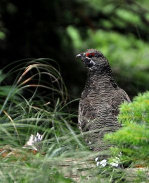 A spruce grouse eyes an intruder in mountains of Pend Oreille County. (Rich Landers)