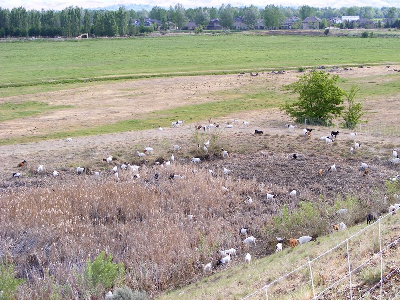 About 100 goats munch on noxious weeds as part of an Idaho Transportation Department weed-reduction project near Boise (ITD)