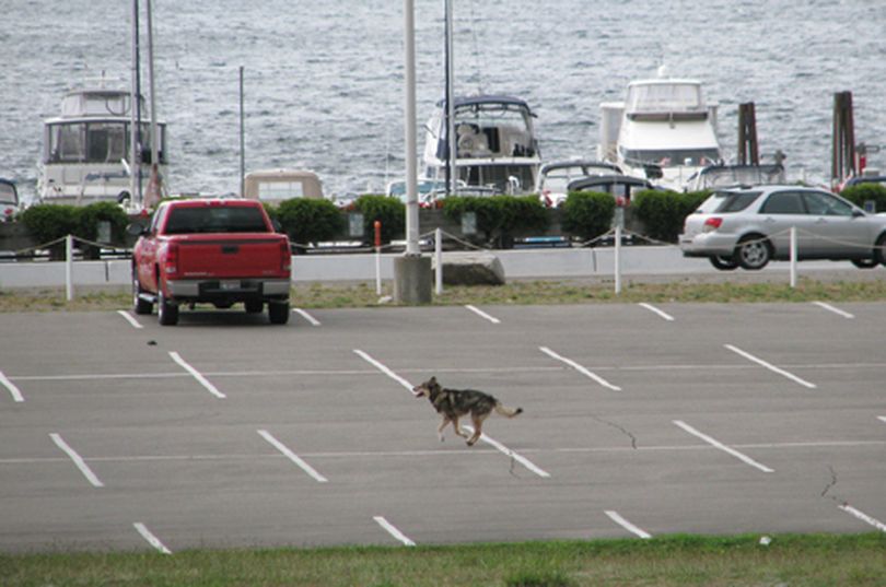 Scott Maclay believes the animal in this photo that he took Monday morning at Silver Beach Marina in Coeur d'Alene is a wolf. (Courtesy Photo)