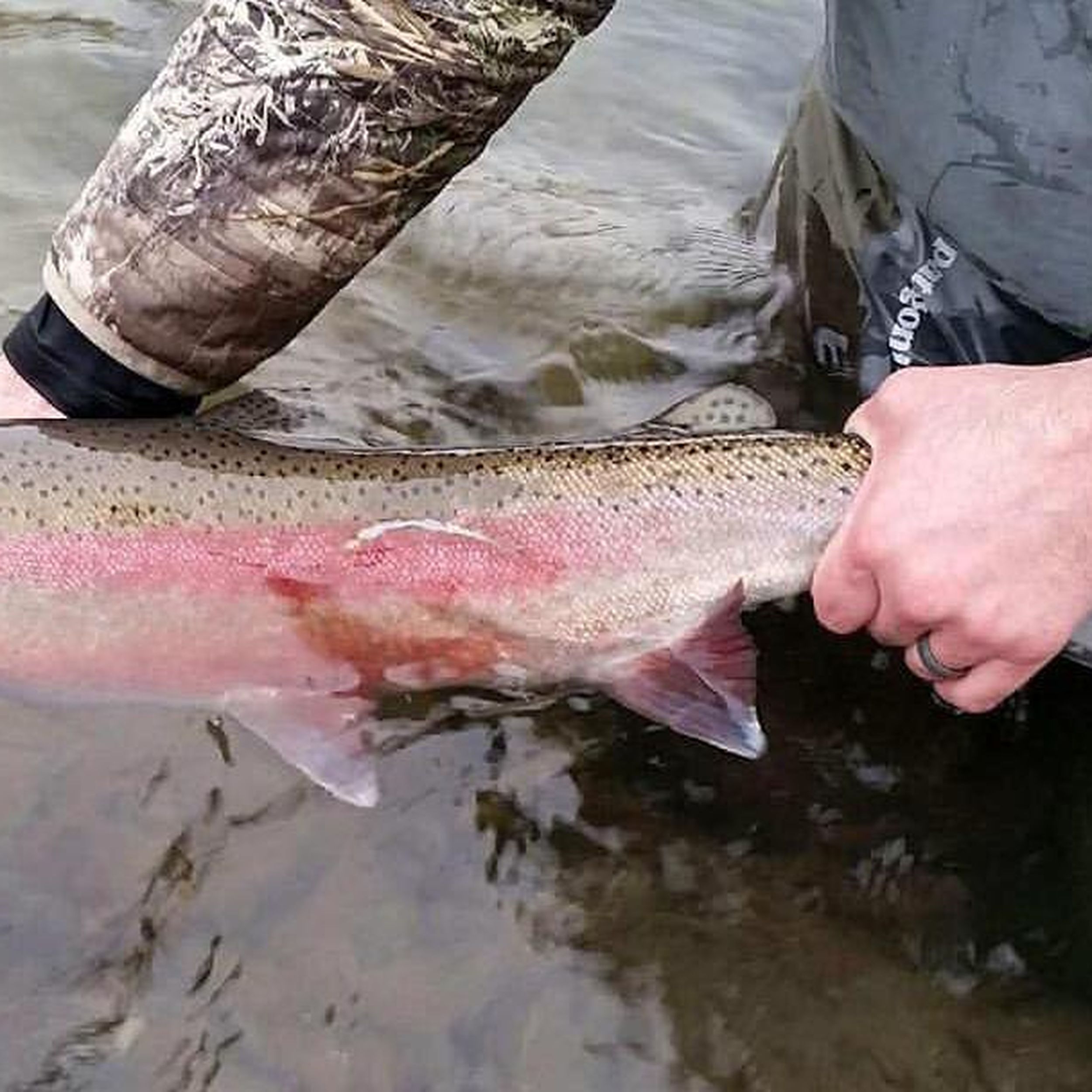 Surplus adult hatchery steelhead planted in several local lakes - KXRO News  Radio