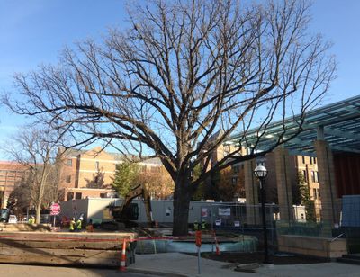 The 250-year-old bur oak tree in its new location. (Associated Press)