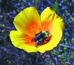 In this photo provided by Xerces Society, a bumblebee goes to work on a California poppy.  (Associated Press)