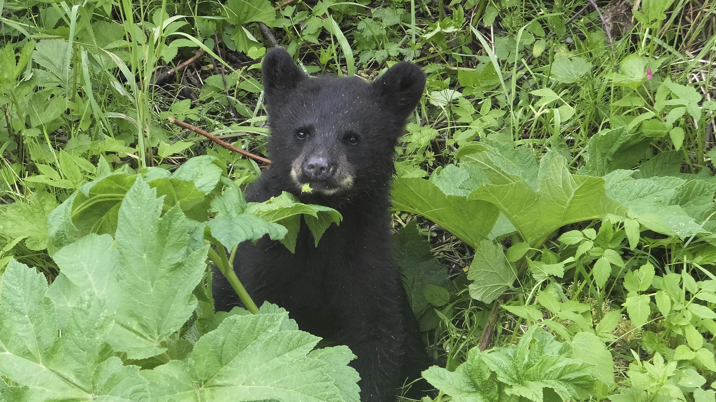 Man charged for illegal hunting after bear cubs killed in New