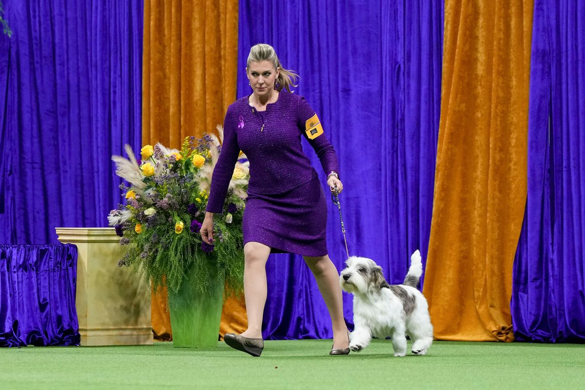 Buddy Holly, a petit basset griffon Vendéen, wins best in show, the top prize at the 147th Westminster Kennel Club Dog Show on Tuesday at the Billie Jean King Tennis Center in Queens, New York.  (Desiree Rios/The New York Times)