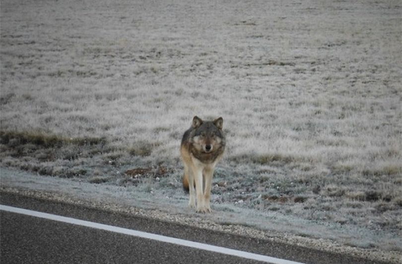 This canine, apparently a gray wolf, has been seen around the North Rim of the Grand Canyon. (Center for Biological Diversity)