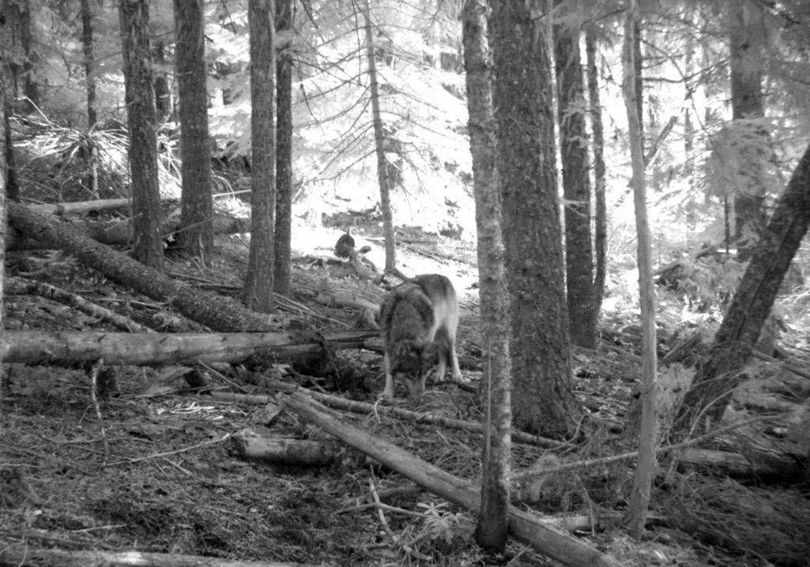 This Nov. 14, 2011 photo from a trail camera appears to show OR-7, the young male wolf that has wandered hundreds of miles across Oregon and Northern California looking for a mate and a new home. The Oregon Department of Fish and Wildlife says the photo likely shows OR-7, because a collar is visible on the neck, and GPS tracking data put him in the area where the camera was set on that date. Oregon's famous wandering wolf seems to be staying out of trouble after settling for now in the southern Cascades, but there are no signs he has found a mate yet.  (Associated Press)