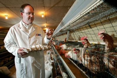 
Bart Slaugh gathers eggs for testing recently  at the Eggland's Best Inc. research facility in Chester County, Penn. Compared with regular eggs, Eggland's have 25 percent less saturated fat, 15 percent less cholesterol and several times more vitamin E and omega-3 fatty acids. 
 (PHOTOS Associated Press / The Spokesman-Review)