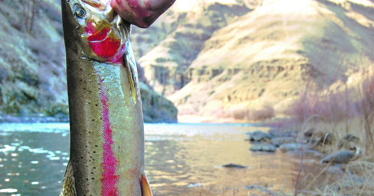 Steelhead surge into Grand Ronde River