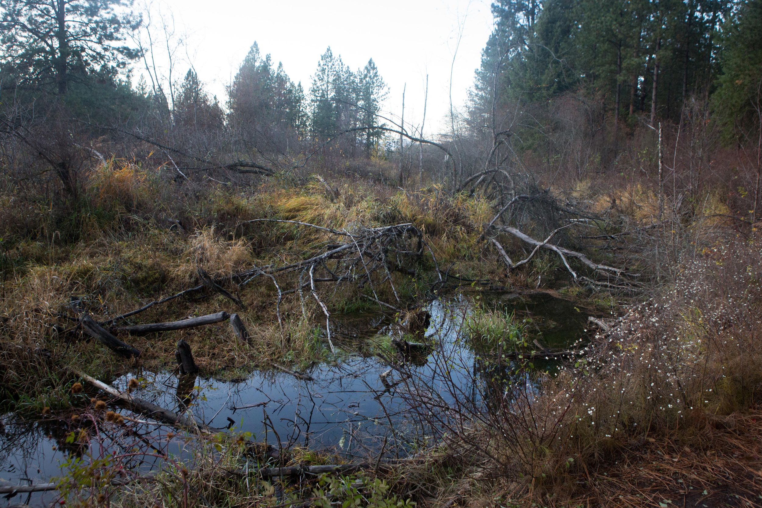 Discover the Enchanting Liberty Lake Trail: A Nature Lovers Paradise ...