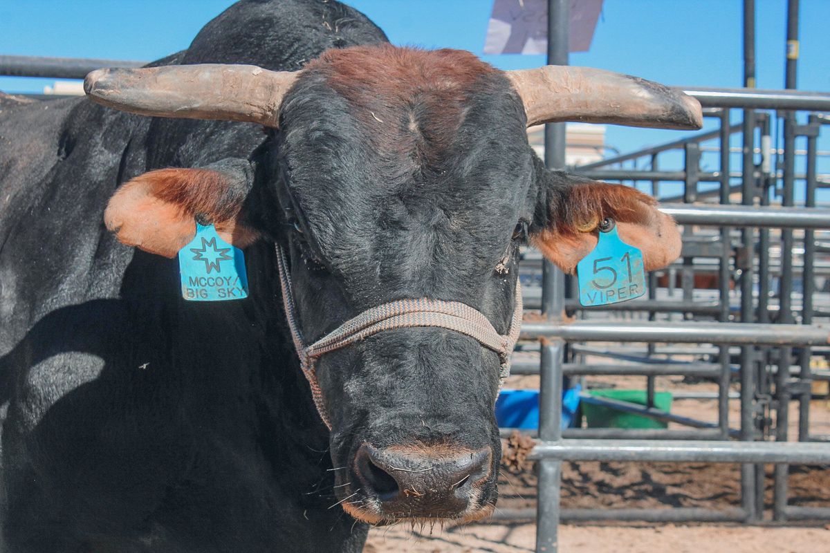 Viper of McCoy/Big Sky Bucking Bulls. Jordan Tolley-Turner/The Spokesman-Review. Friday November 5, 2021  (Courtesy of Jordan Tolley-Turner)