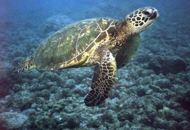 Green turtles are named for the color of their fat, not their shells. Photo courtesy of http://www.nmfs.noaa.gov/pr/species/turtles/green_photos.htm (Andrea Shearer)