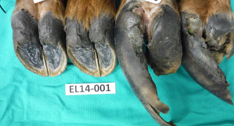 The four deformed hooves of one elk with hoof disease are shown in this lab photo by researchers studying the disease plaguing elk in southwest Washington.