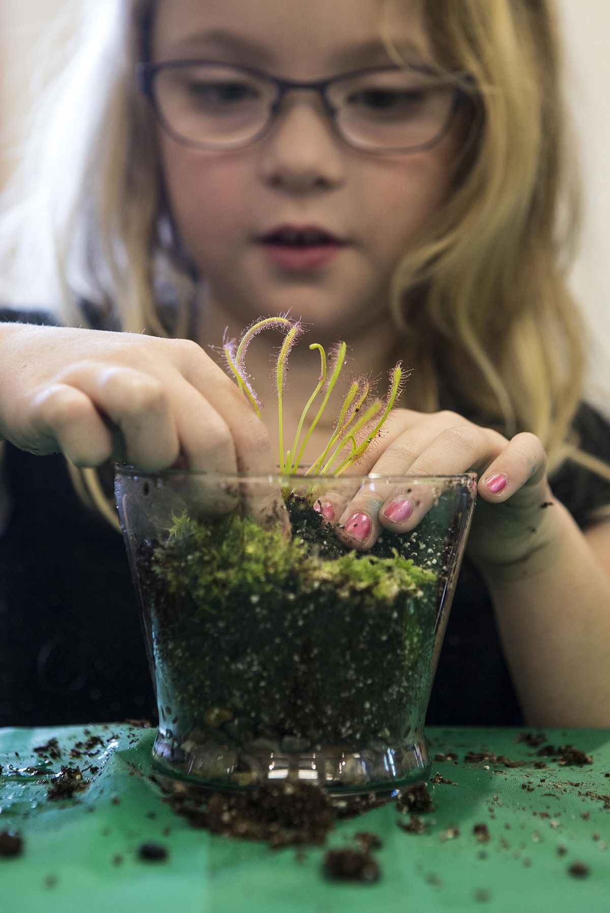 This photo taken March 27, 2018, shows Anna Curry, 7, pushing a Sundew plant into the soil as she makes a terrarium for the carnivorous plant while at the Darrington Library in Darrington, Wash. (Andy Bronson / Associated Press)